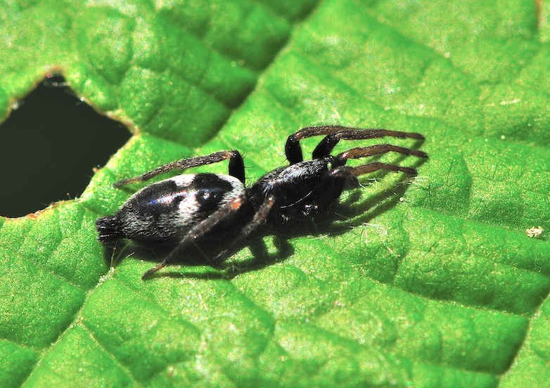 Aphantaulax sp. (Gnaphosidae)